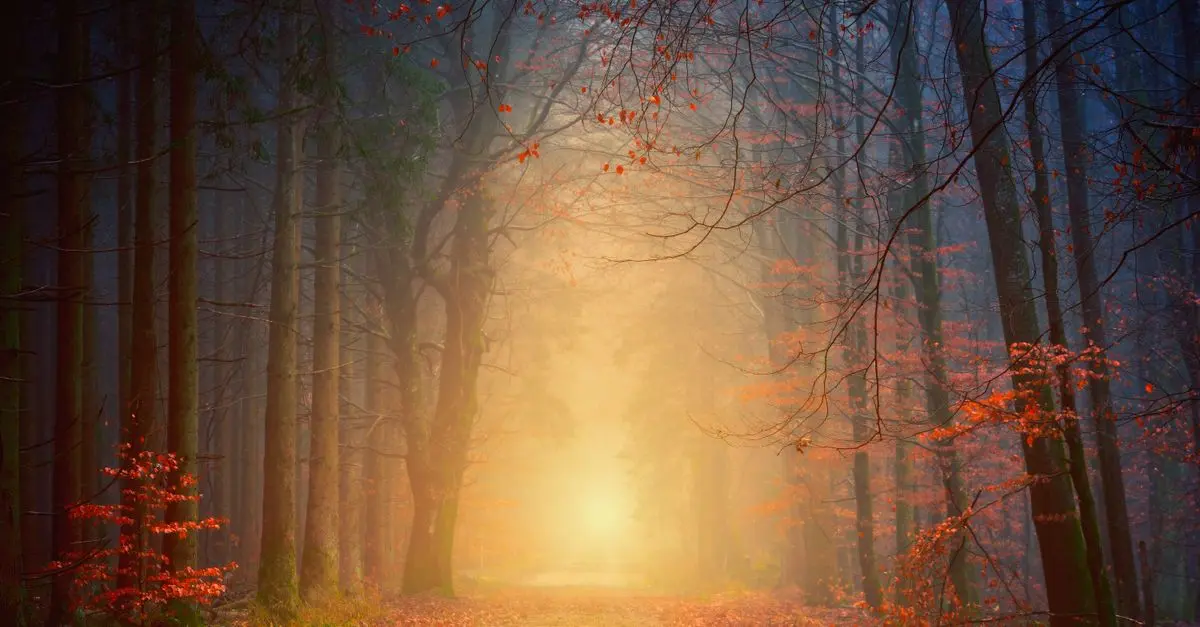 À la découverte des itinéraires insolites à travers les forêts enchantées