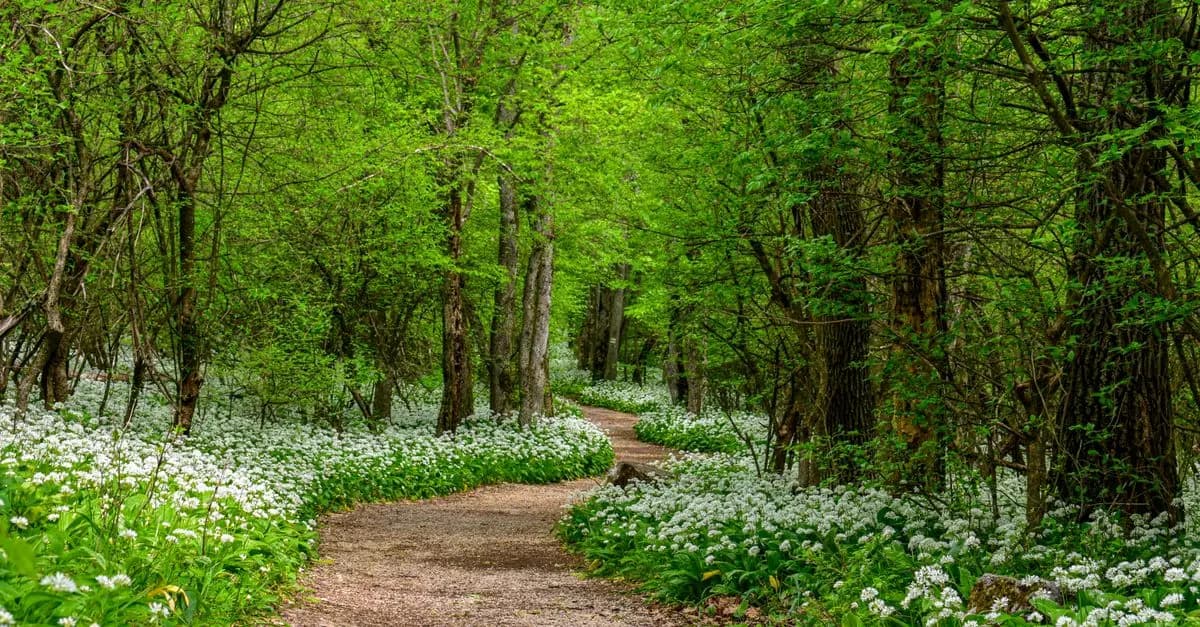 Les itinéraires insolites à explorer en pleine nature
