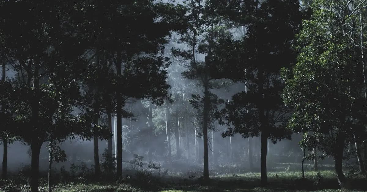 Les forêts enchantées : exploration des bois magiques