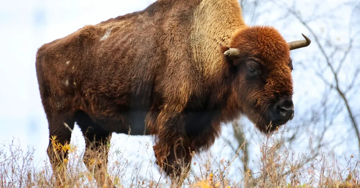 Les bisons sauvages : itinéraires insolites en Amérique
