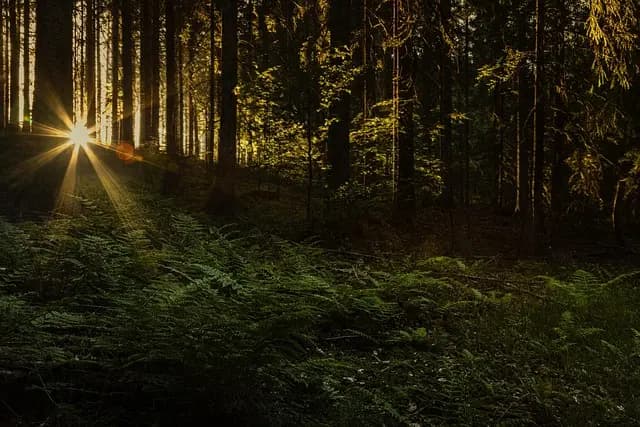 Les itinéraires insolites à travers les forêts enchantées