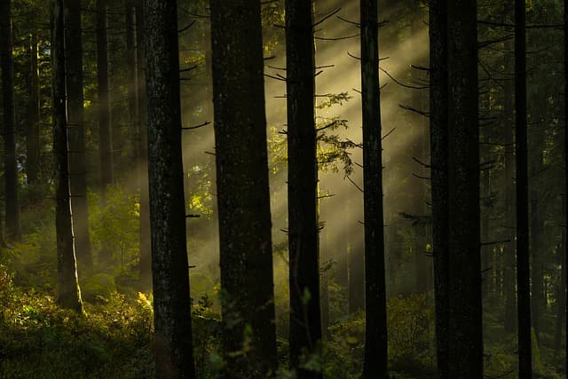 Les itinéraires insolites à travers les forêts enchantées